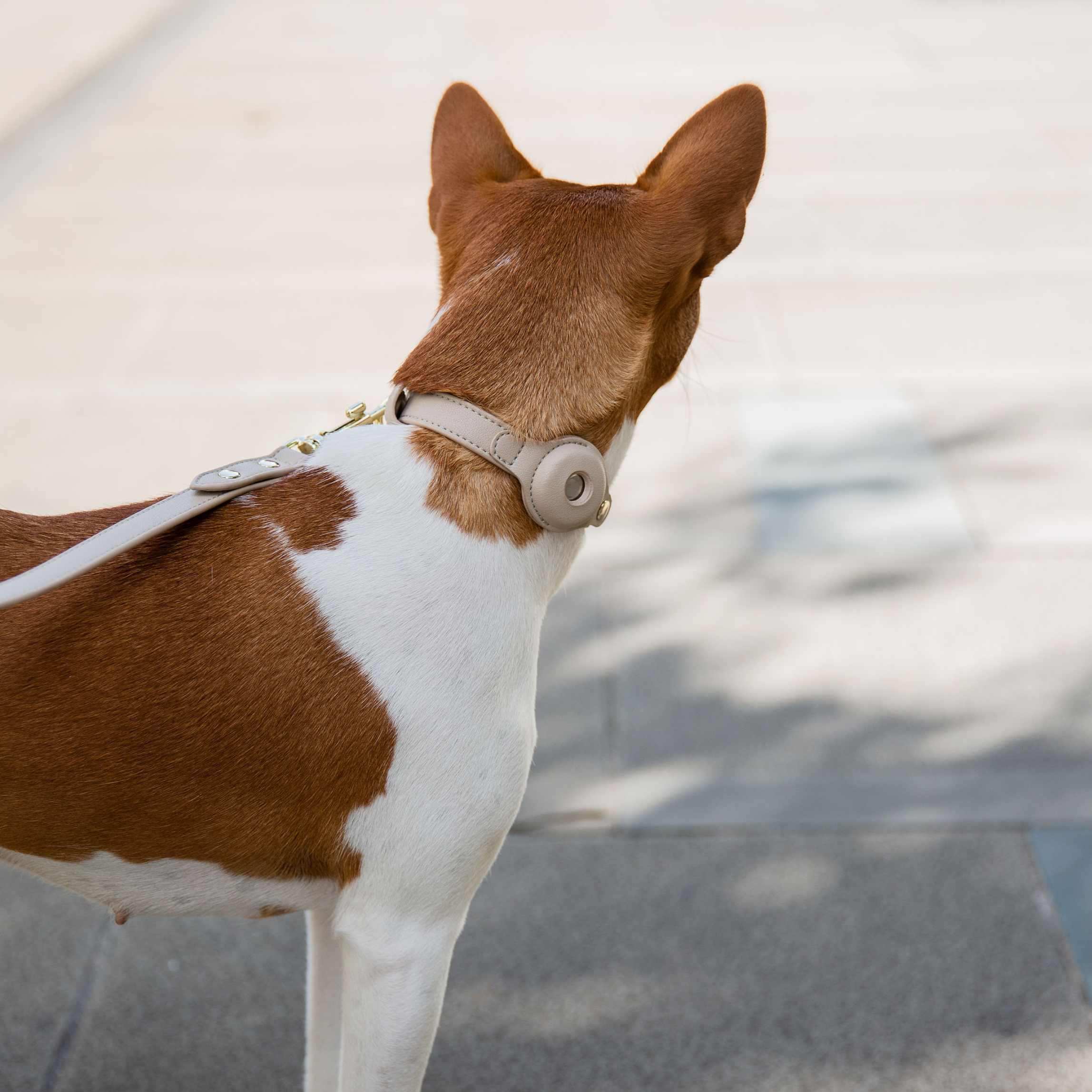 Airtag Collar Beige