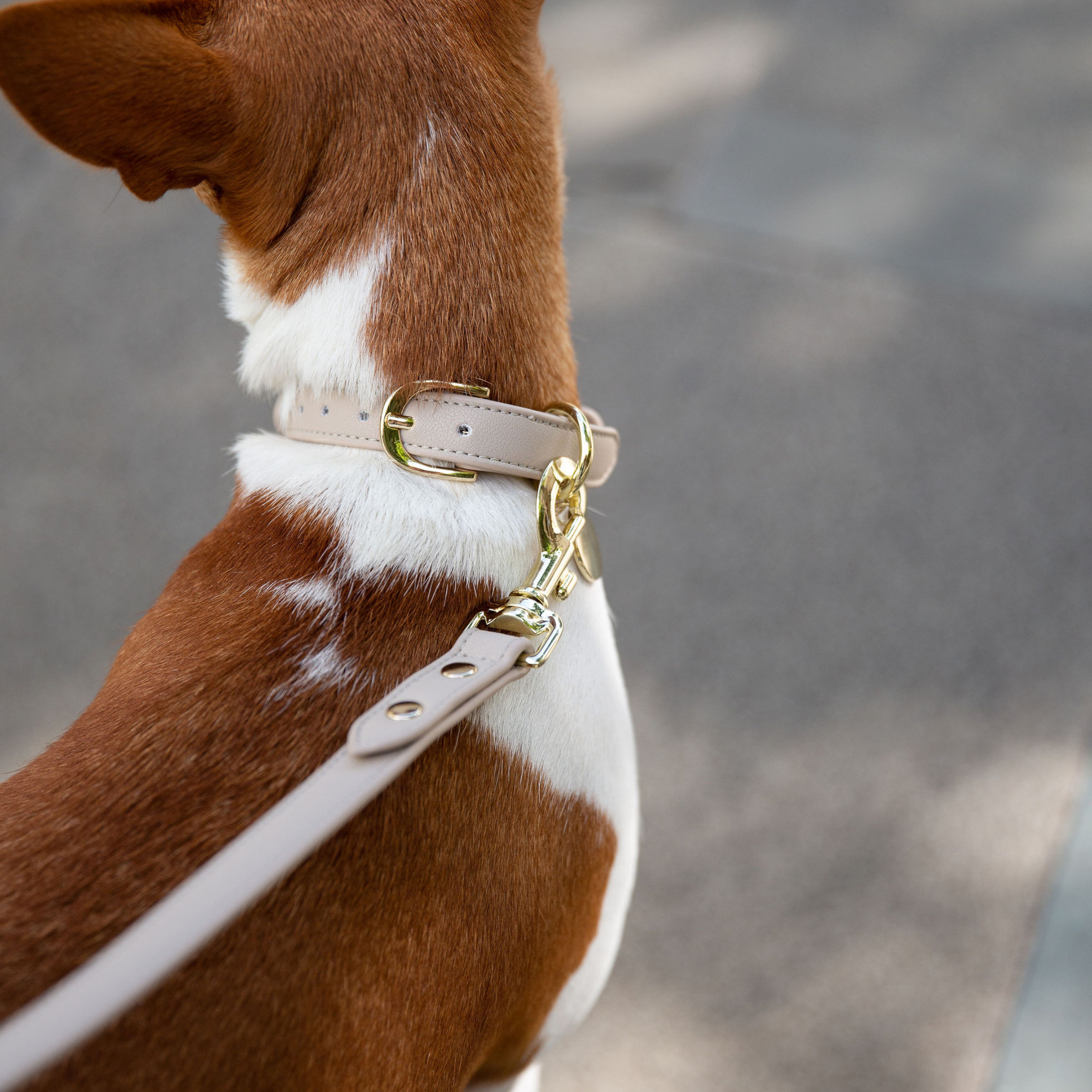 Airtag Collar Beige