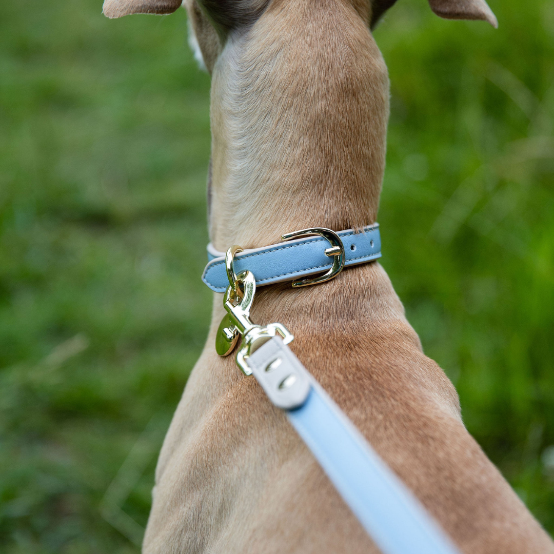 Leash Blue