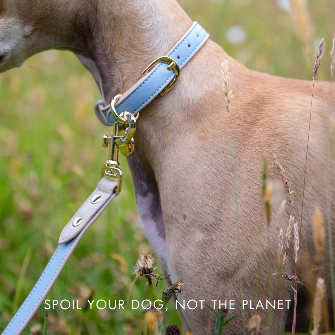 Leash Blue