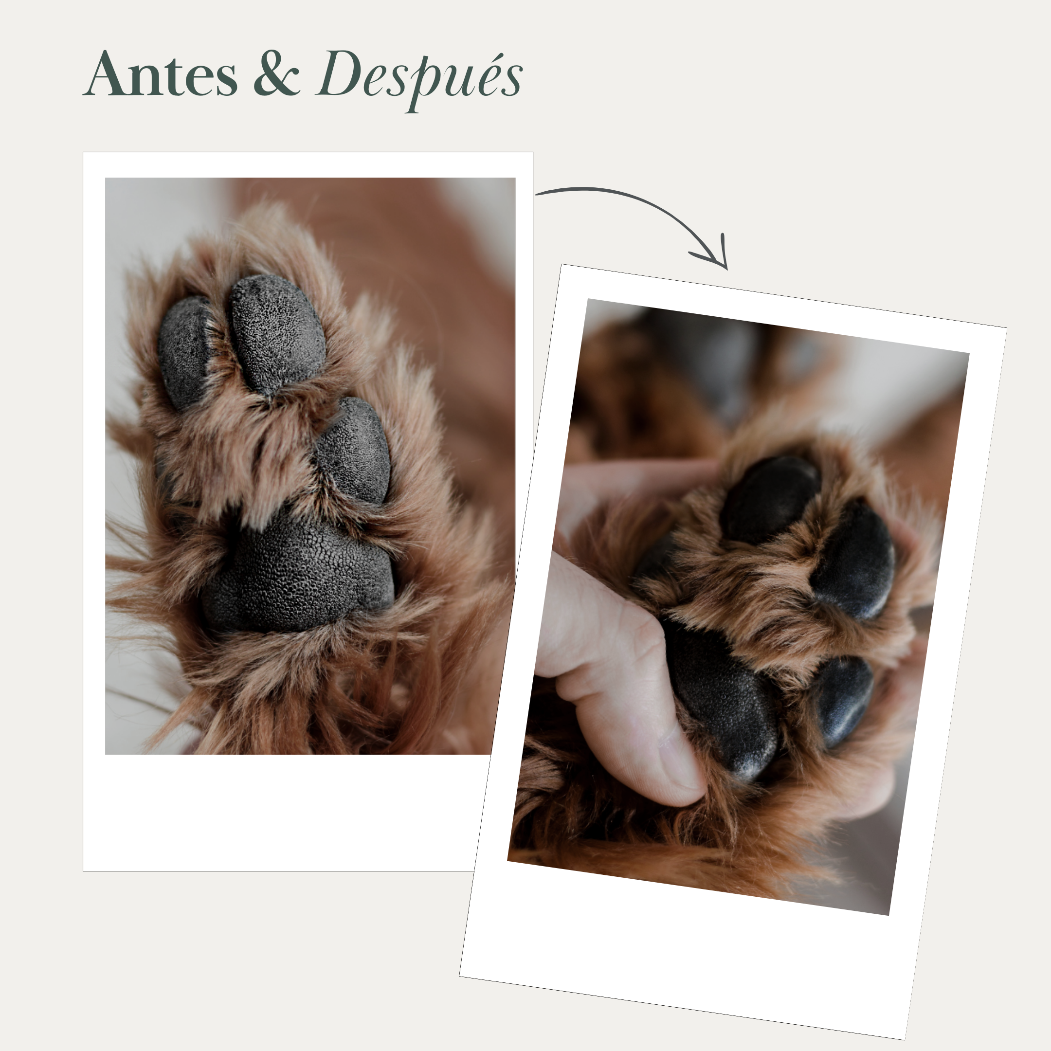 Vegan Dog Nose and Paw Balm