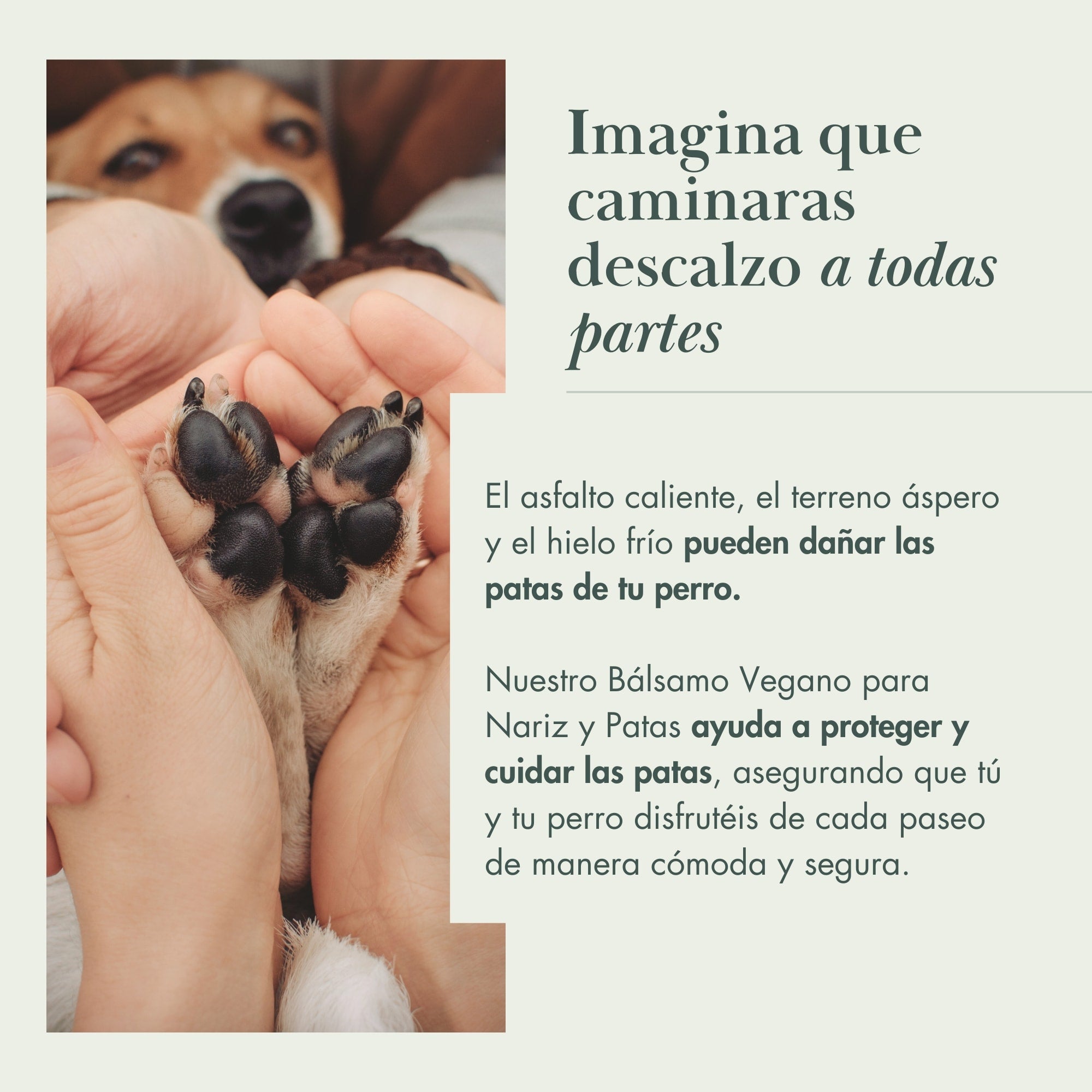 Baume végétalien pour le nez et les coussinets des chiens