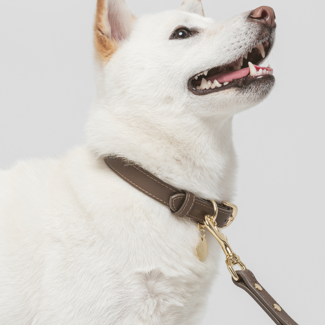 ELEVATE Coffee Collar