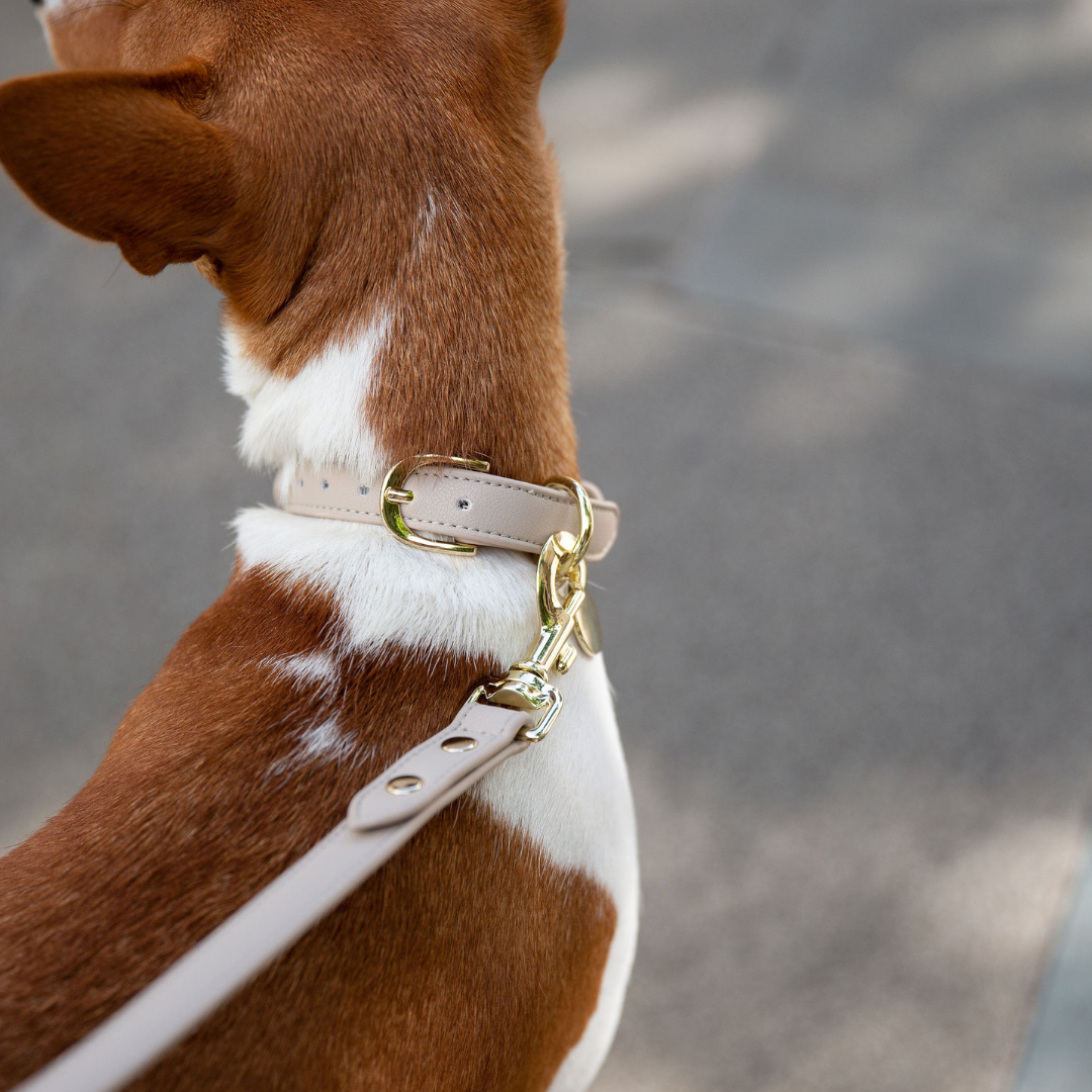Collar - Vegan Leather - Rio