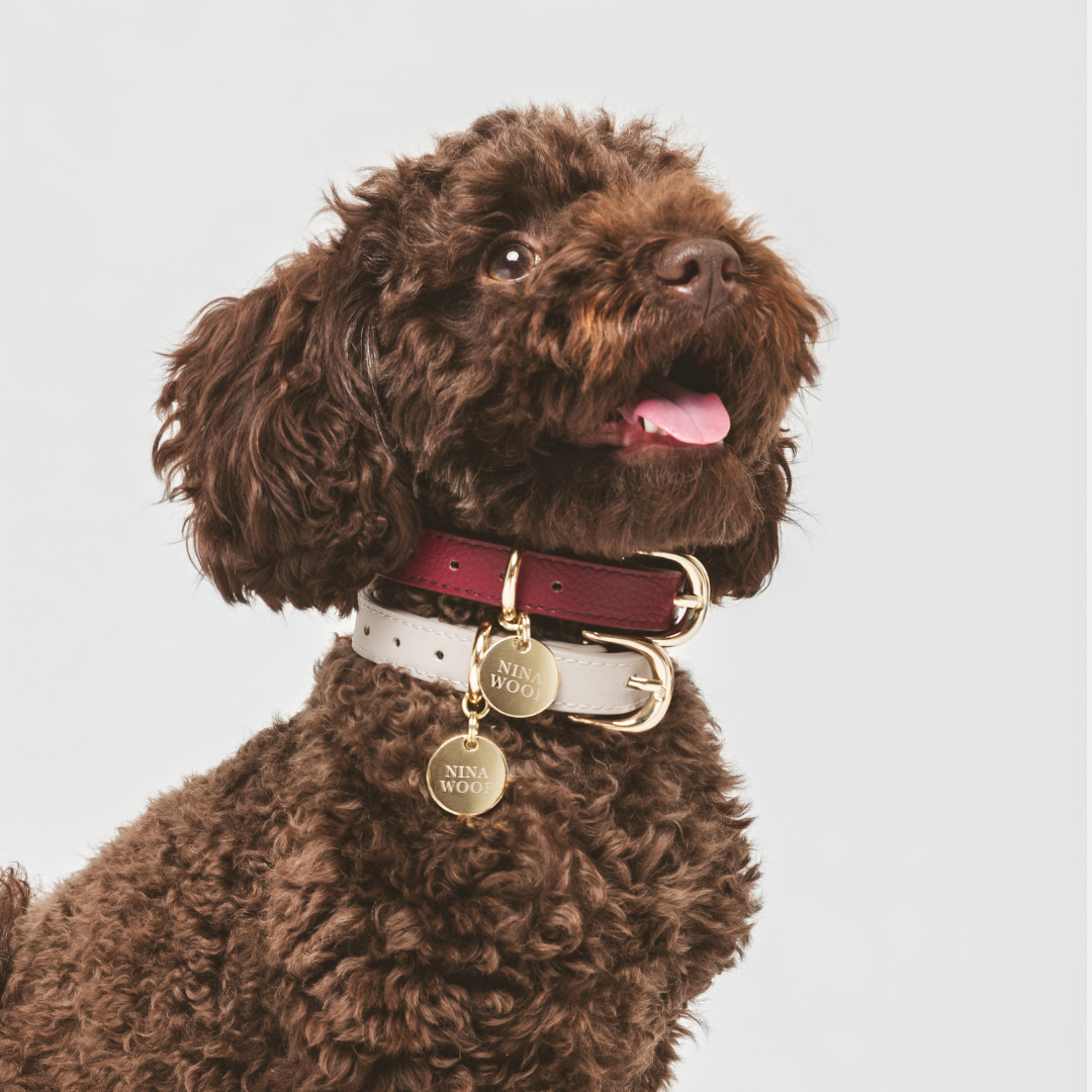 ELEVATE Cloud Collar