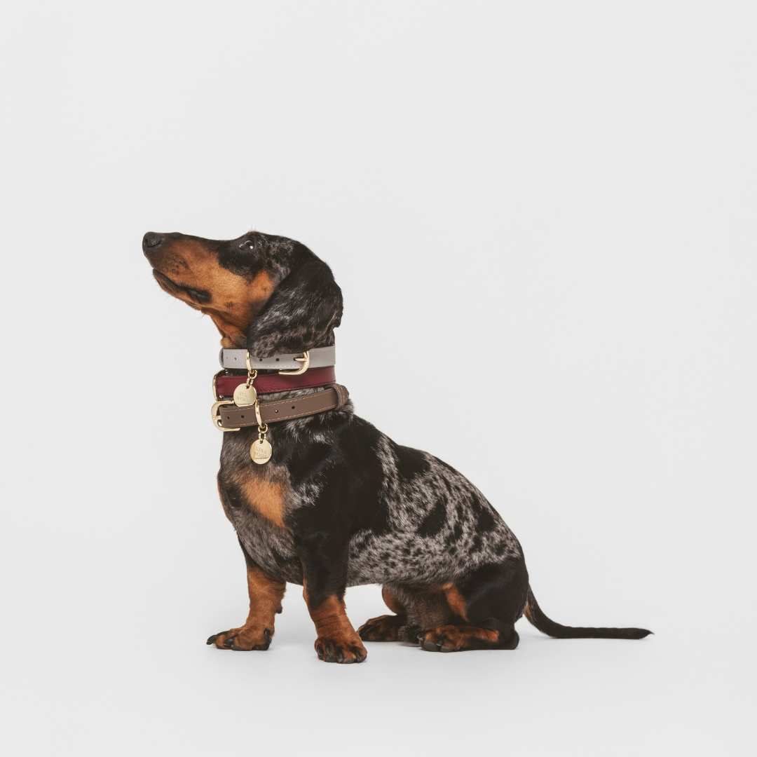 ELEVATE Coffee Collar