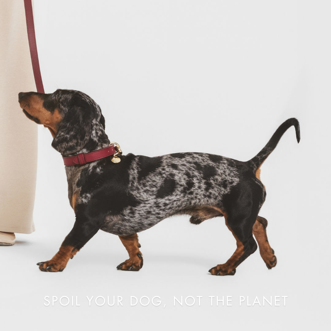 ELEVATE Cherry Leash