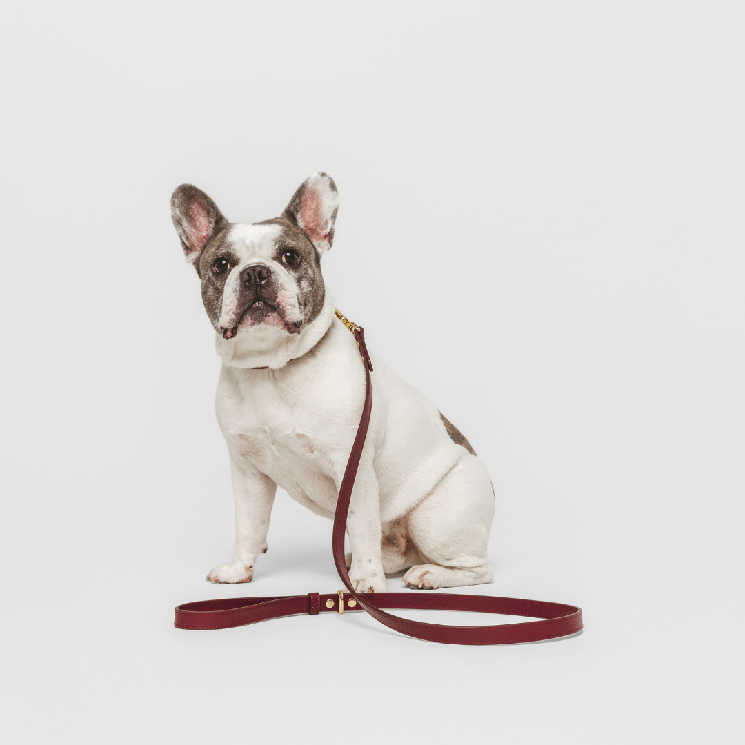 ELEVATE Cherry Leash