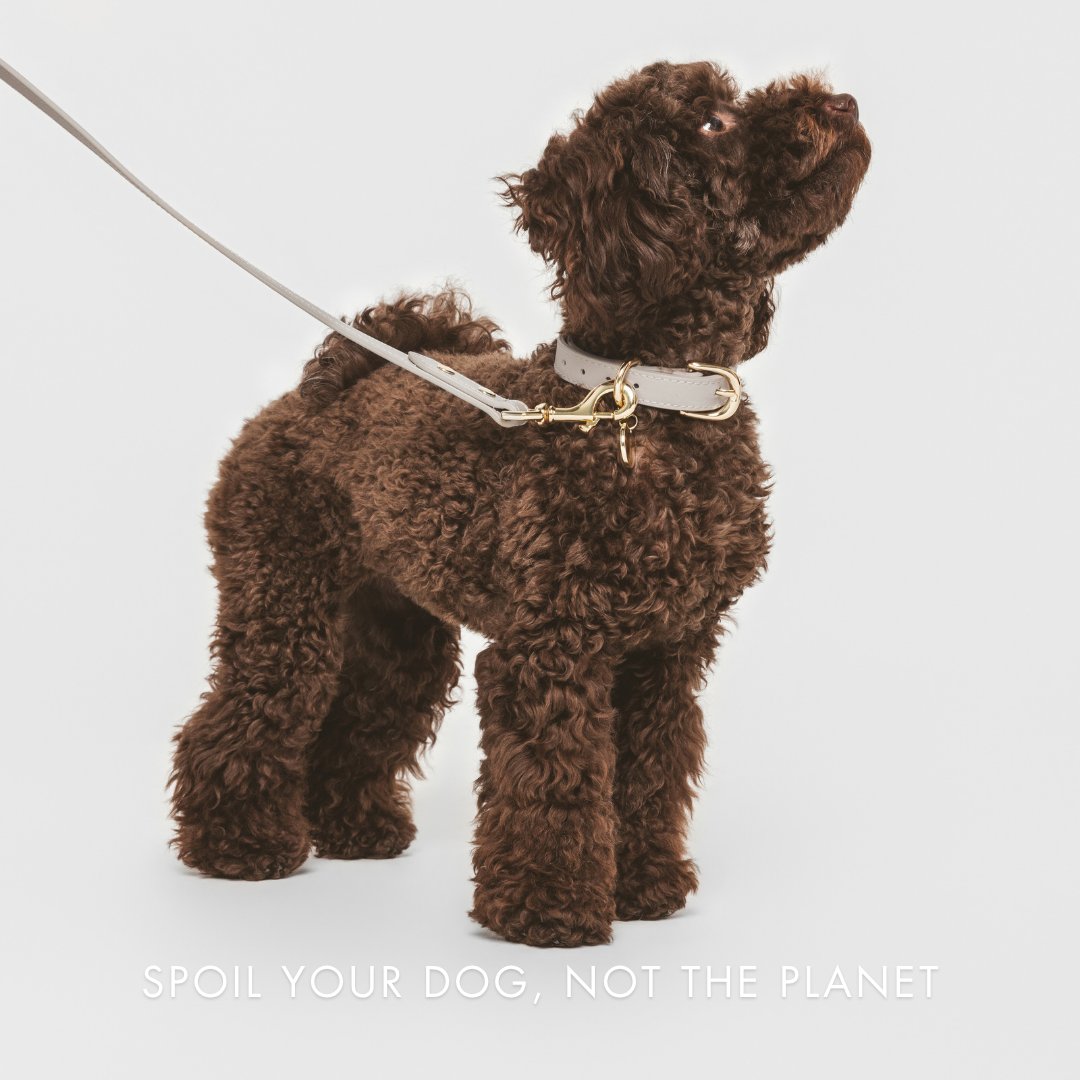 ELEVATE Cloud Leash